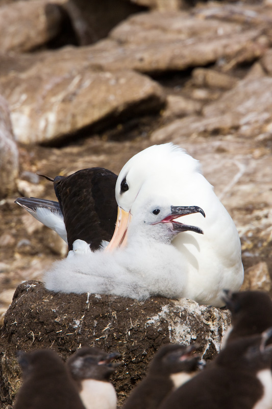 Black-Browed Albatross Preening Chick